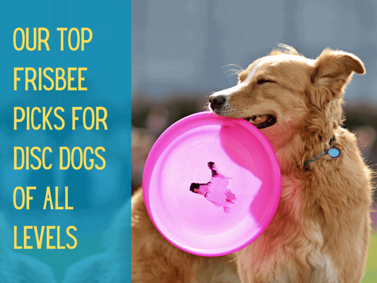 happy mixed breed dog carrying pink dog frisbee