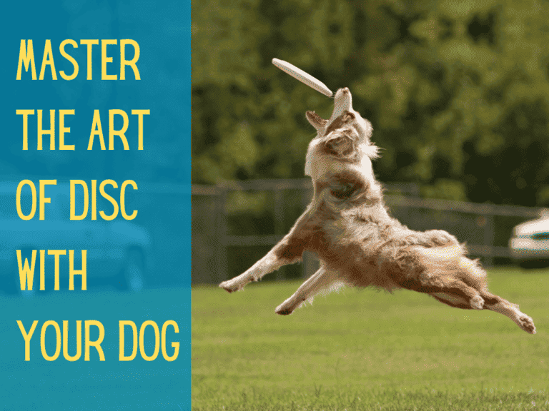 red merle australian shepherd catching frisbee, playing disc dog competition