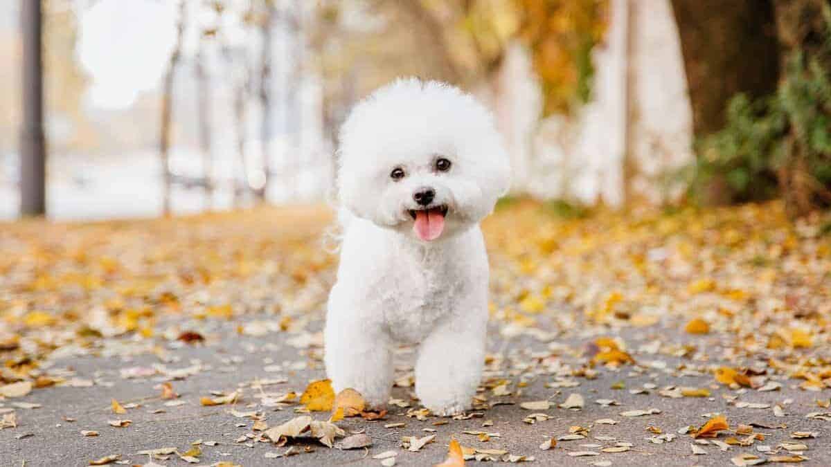 cute white bichon frise looking at camera outside