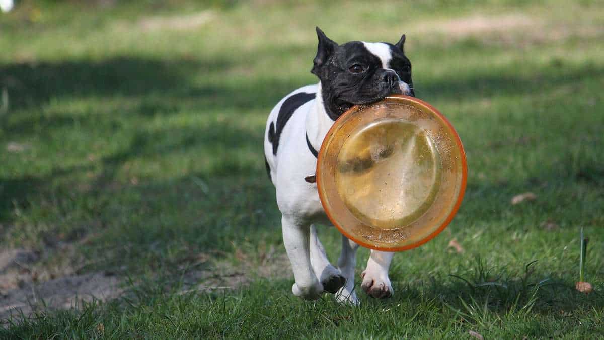 Cute white black dog holding a frisbee at a park