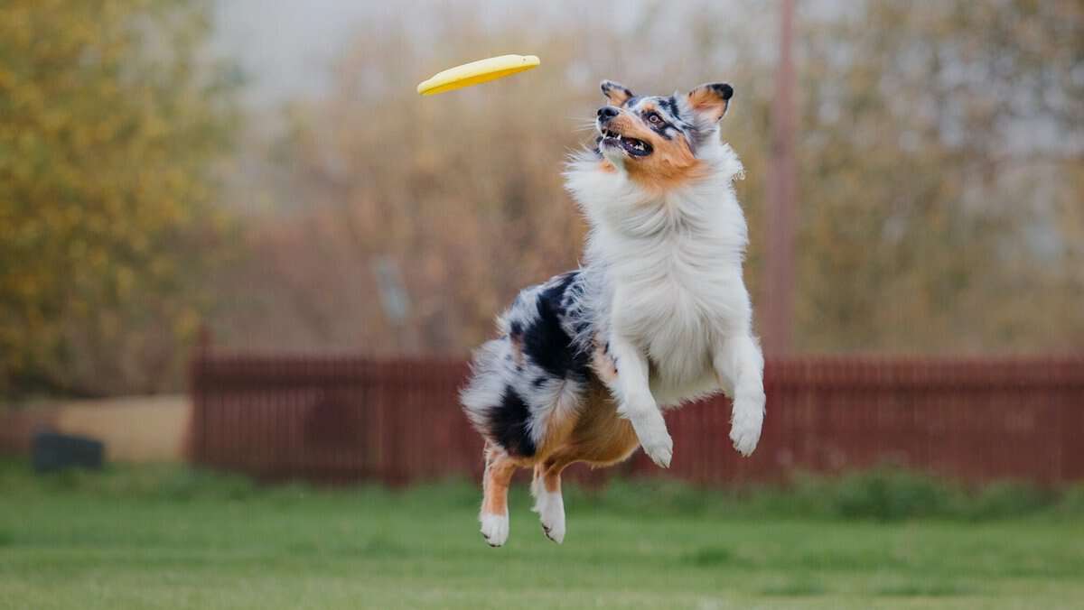 Dog frisbee. Dog catching flying disk in jump, pet playing outdoors in a park. Sporting event, achie