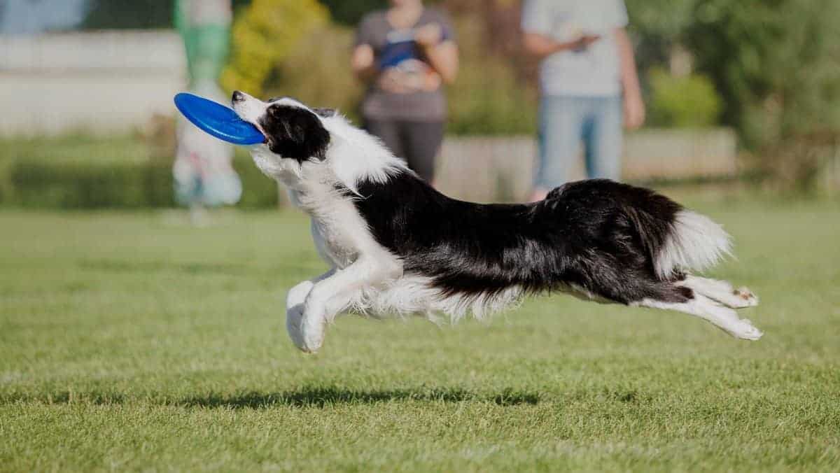 Dog frisbee. Dog catching flying disk in jump, pet playing outdoors in a park. Sporting event, achie