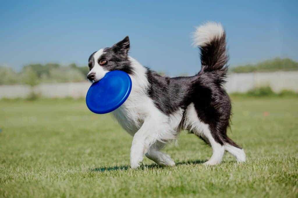 Dog frisbee. Dog catching flying disk in jump, pet playing outdoors in a park. Sporting event, achie