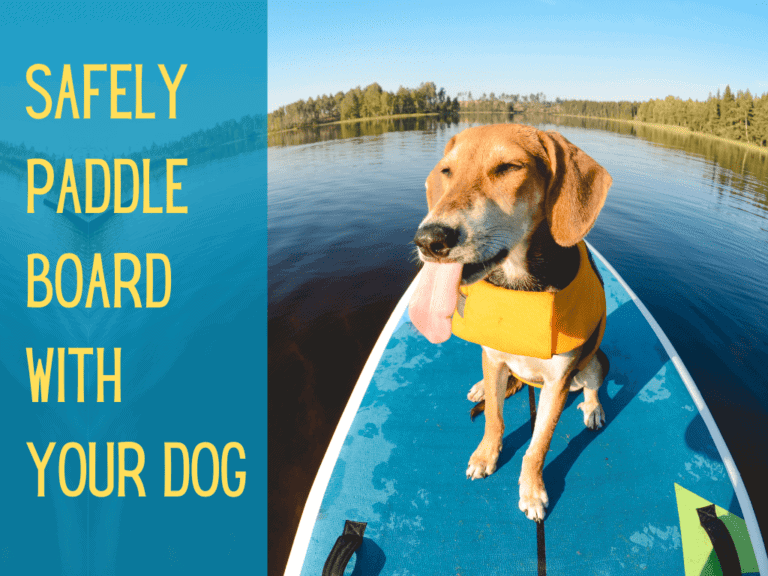 cute tan and white mixed breed dog sitting on a sup stand up paddle board in a life jacket
