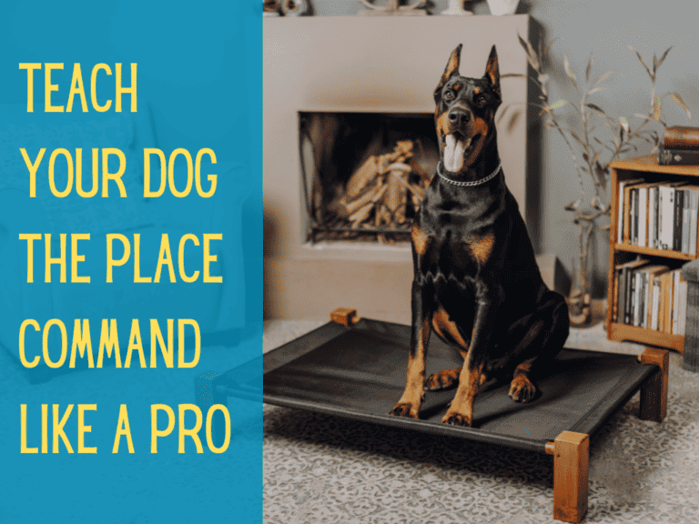 happy black and tan cropped doberman pinscher sitting on dog cot place bed practicing place command
