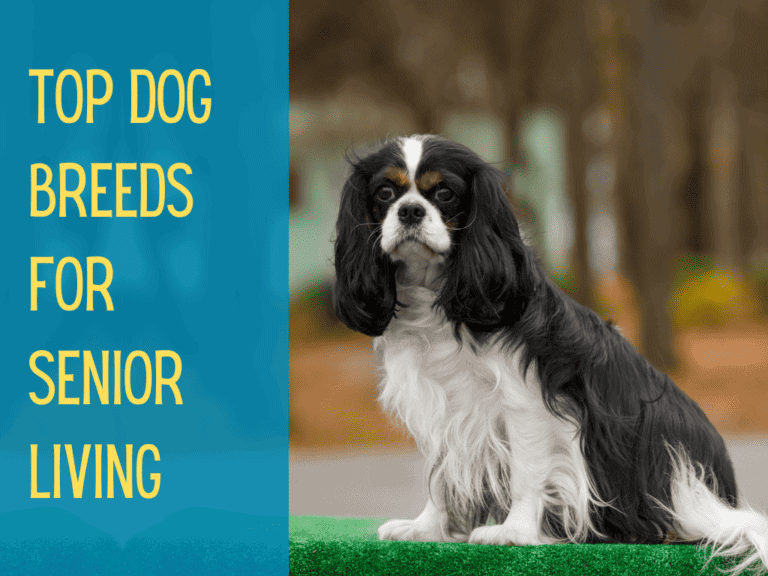 black and tan tri colored cavalier king charles spaniel sitting politely