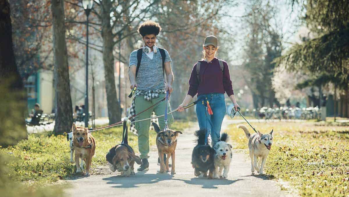 Happy dog walkers and group of mixed bread dogs walking in the park.