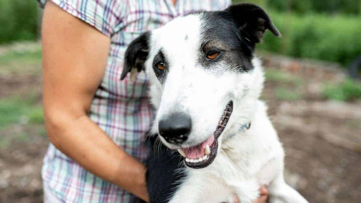 homeless dogs picked up by volunteers live in an animal shelter, they are cared for by a volunteer