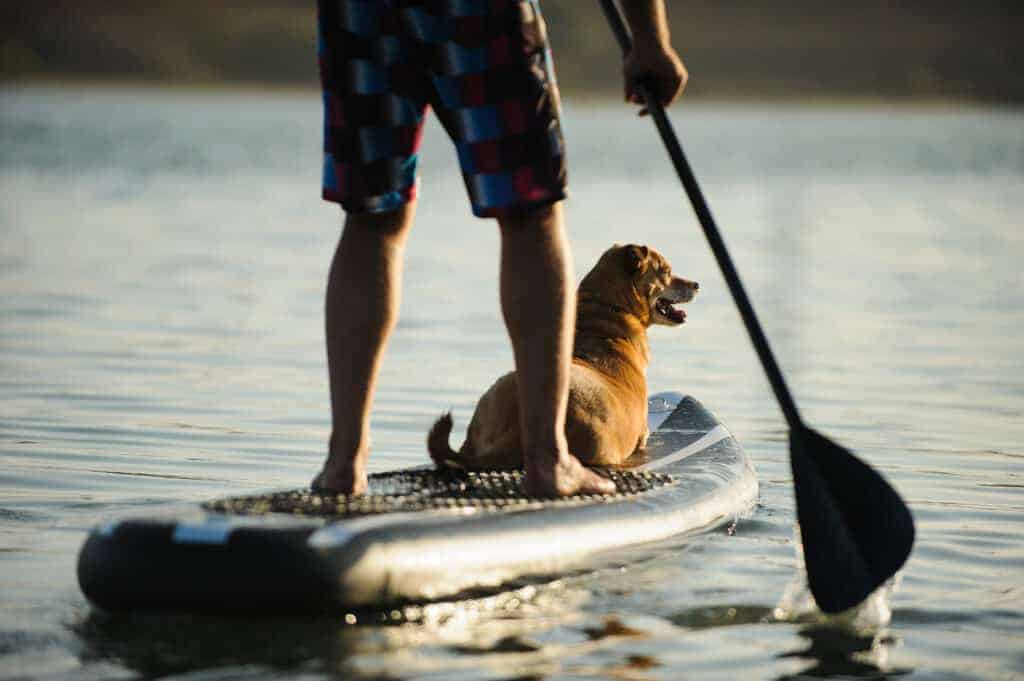 cute dog lab mix riding at front of stand up paddle board with owner paddling