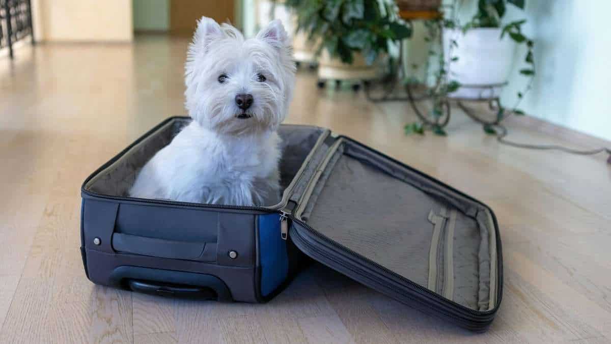 A white terrier dog was going on vacation or a trip and got into a bag, suitcase