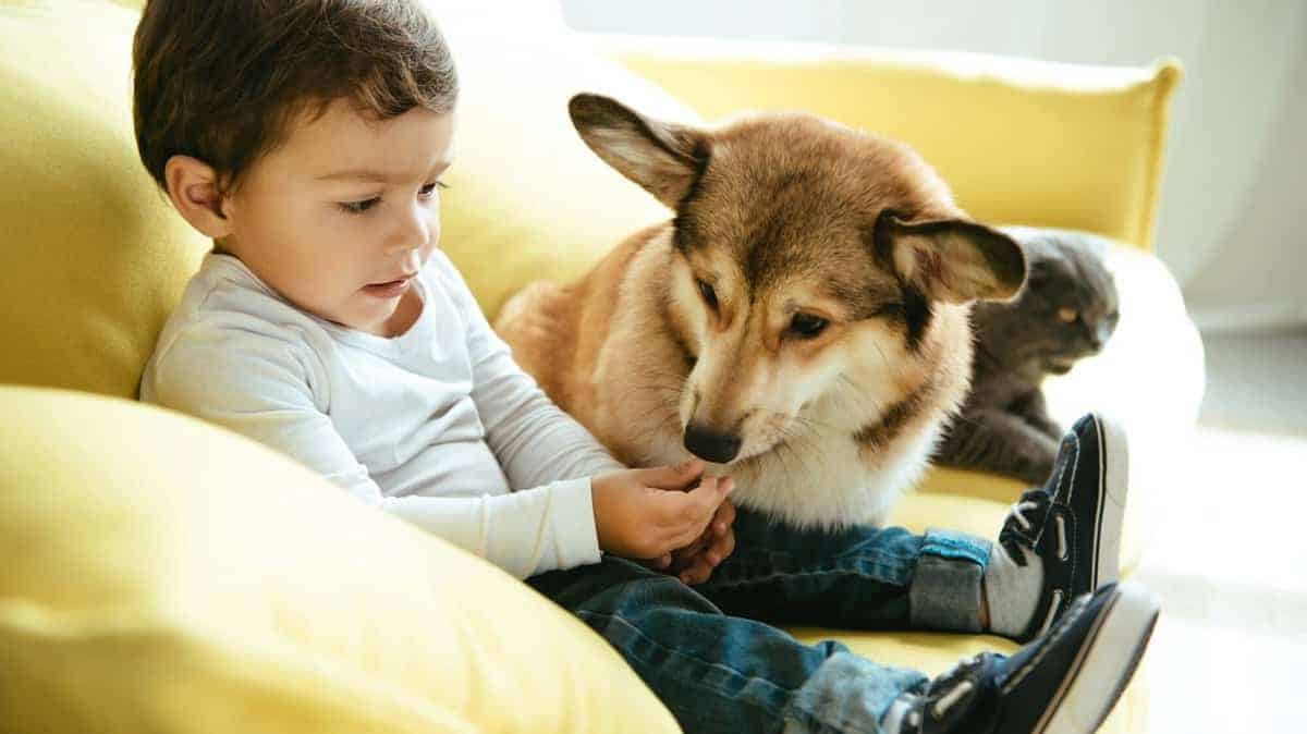 Adorable Boy Sitting on Sofa With Cat and Dog