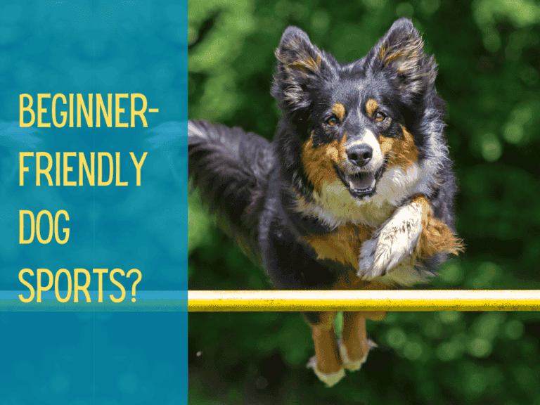 black tri border collie jumping over agility hurdle, dog sports for beginners