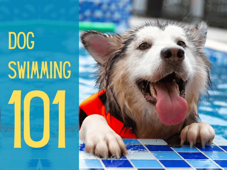 alaskan malamute swimming in pool with doggy life jacket