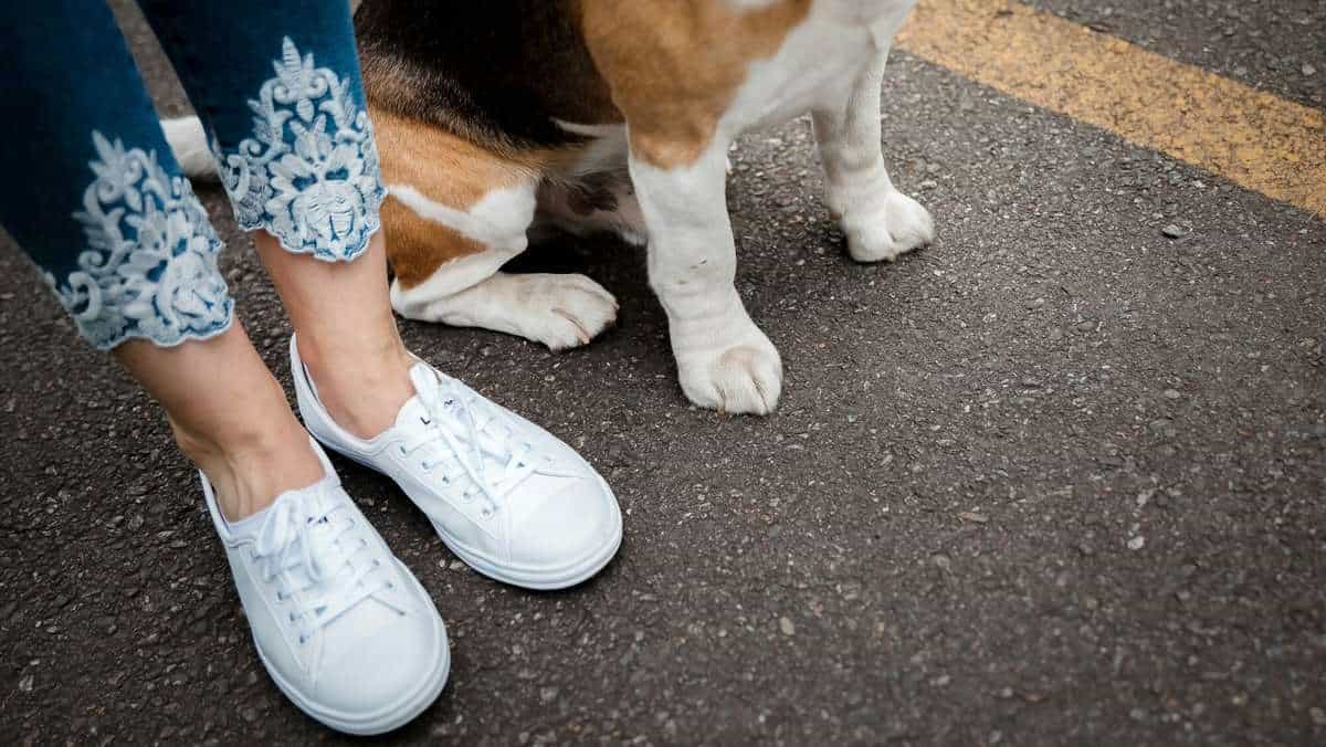 woman standing with her beagle sitting at her side - learning how to teach your dog to auto-sit