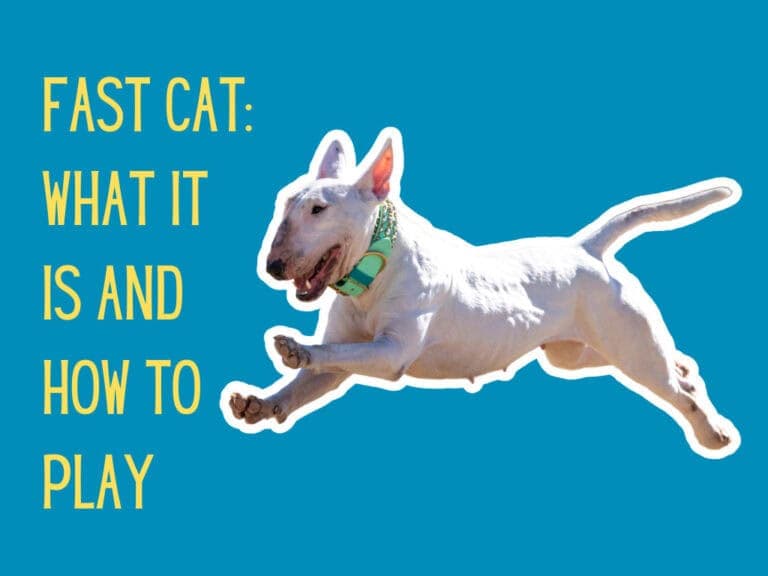 running white bull terrier with blue back drop