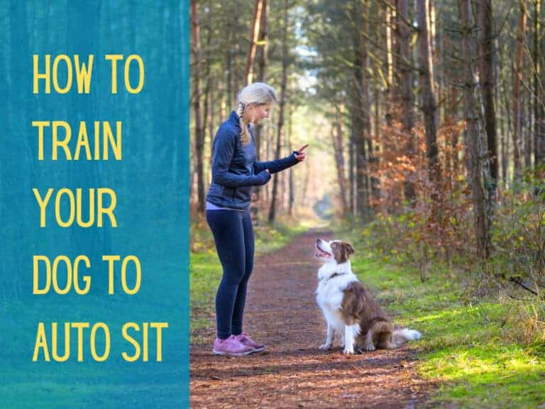 woman working with her australian shepherd dog on their auto sits