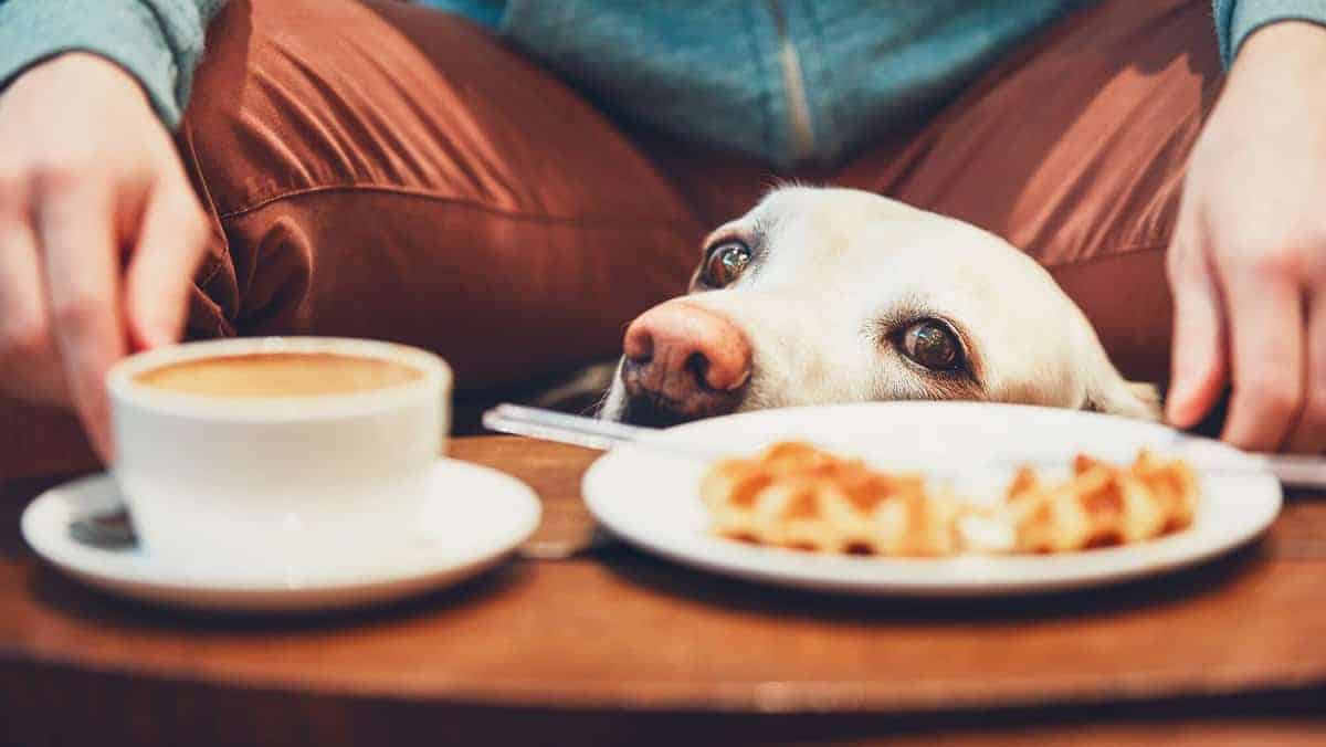 Curious dog in the cafe, one of many key reasons to teach your dog the place command