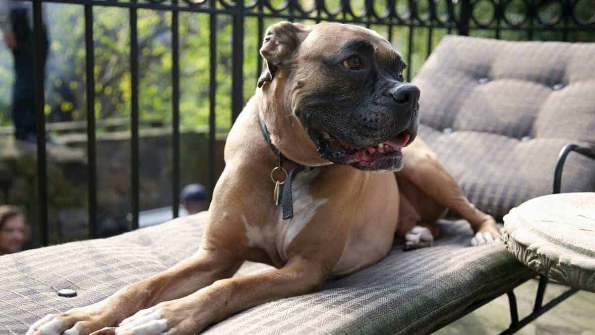 Dog relaxing on lawn chair outdoors
