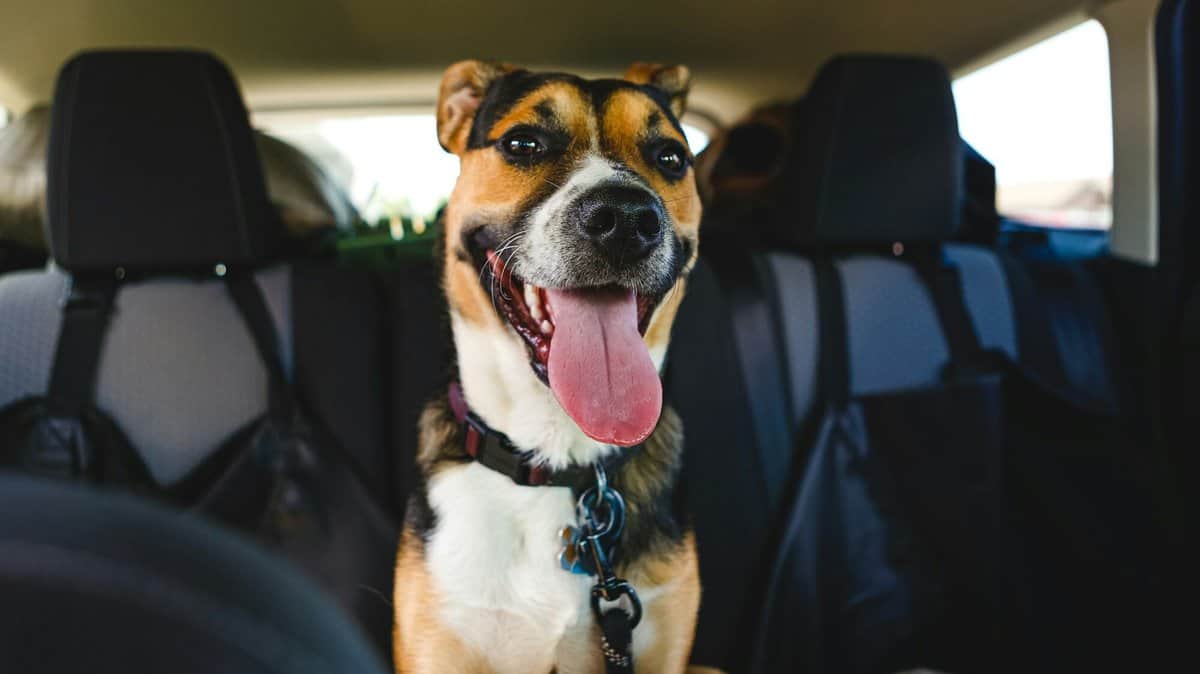 Happy dog with his tongue out riding in the backseat of a car