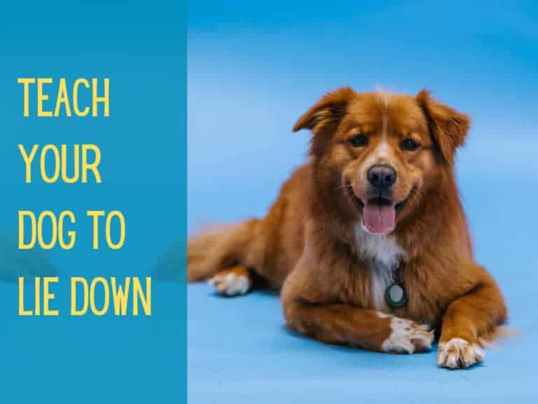 cute mixed breed dog lying down with blue background