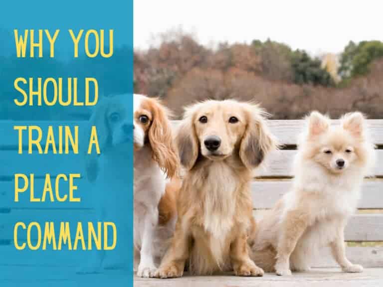 cavalier king charles spaniel, miniature longhaired dachshund and longhaired chihuahua sitting on a park bench as their place command