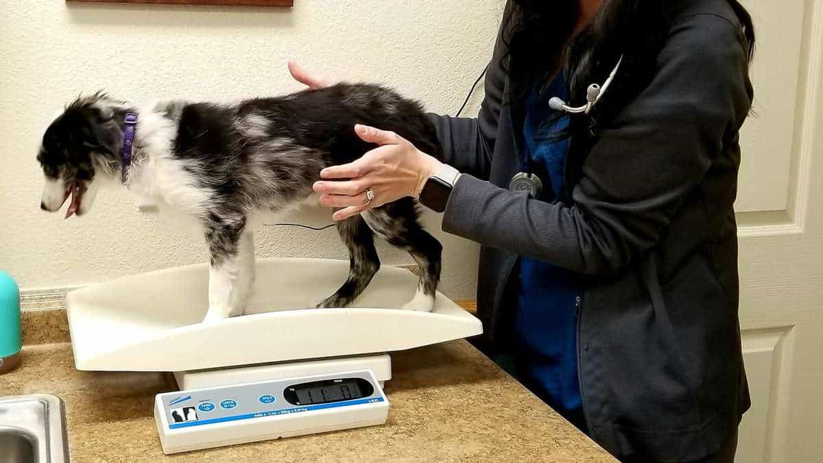 Veterinarian Exam! Cute Dog at the Vet!