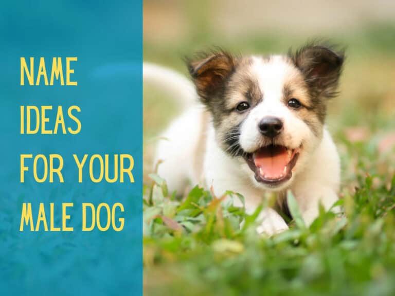 cute white and brown puppy lying in grass