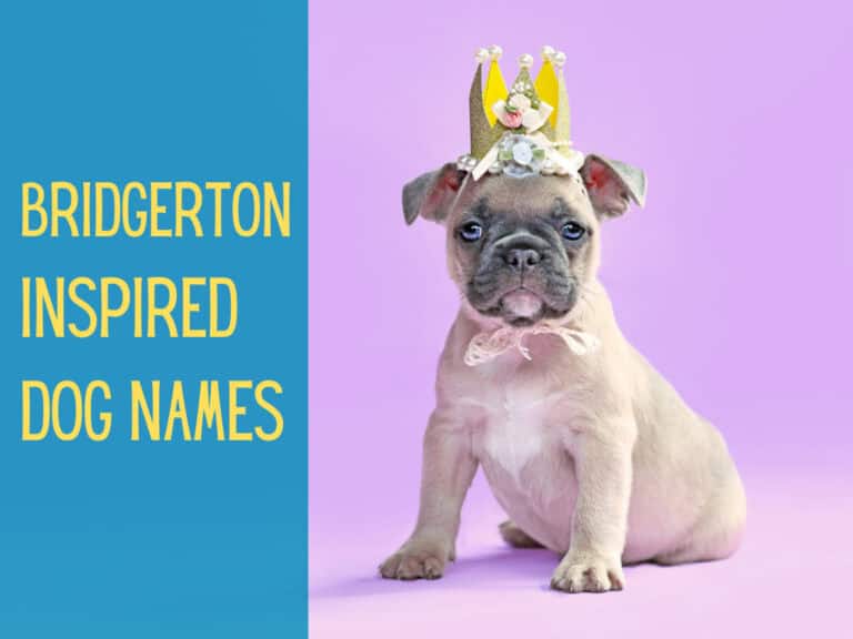 cute bull breed puppy wearing crown with pink background