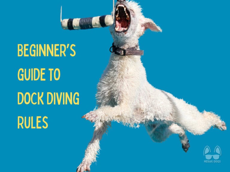 poodle leaping for hanging bumper in dock diving competition
