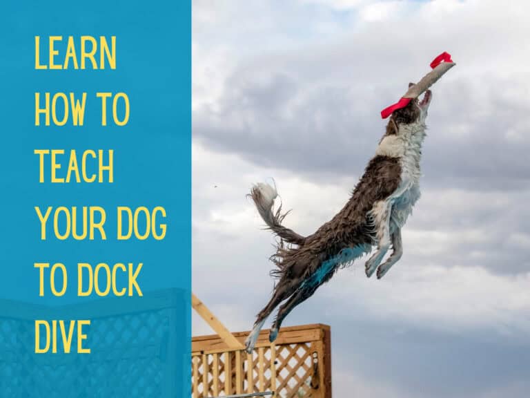 border collie dock diving in competition