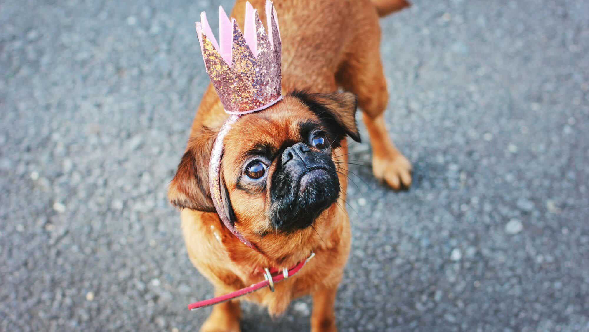 cute brussels griffon wearing a pink crown for bridgerton-inspired dog names