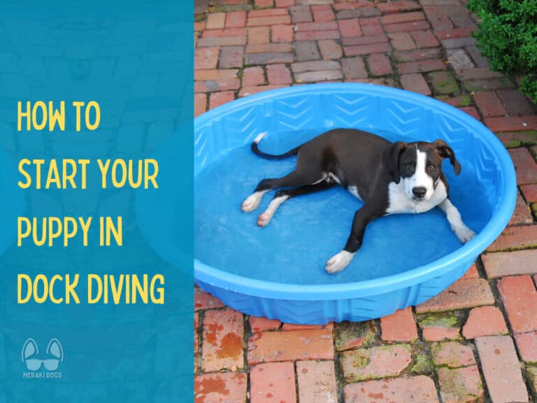black and white bull breed puppy lying in blue kiddie pool