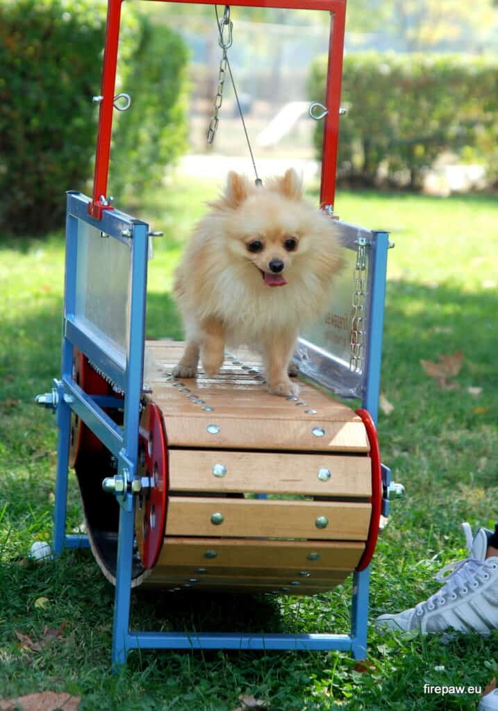pomeranian walking on mini slatmill treadmill by firepaw
