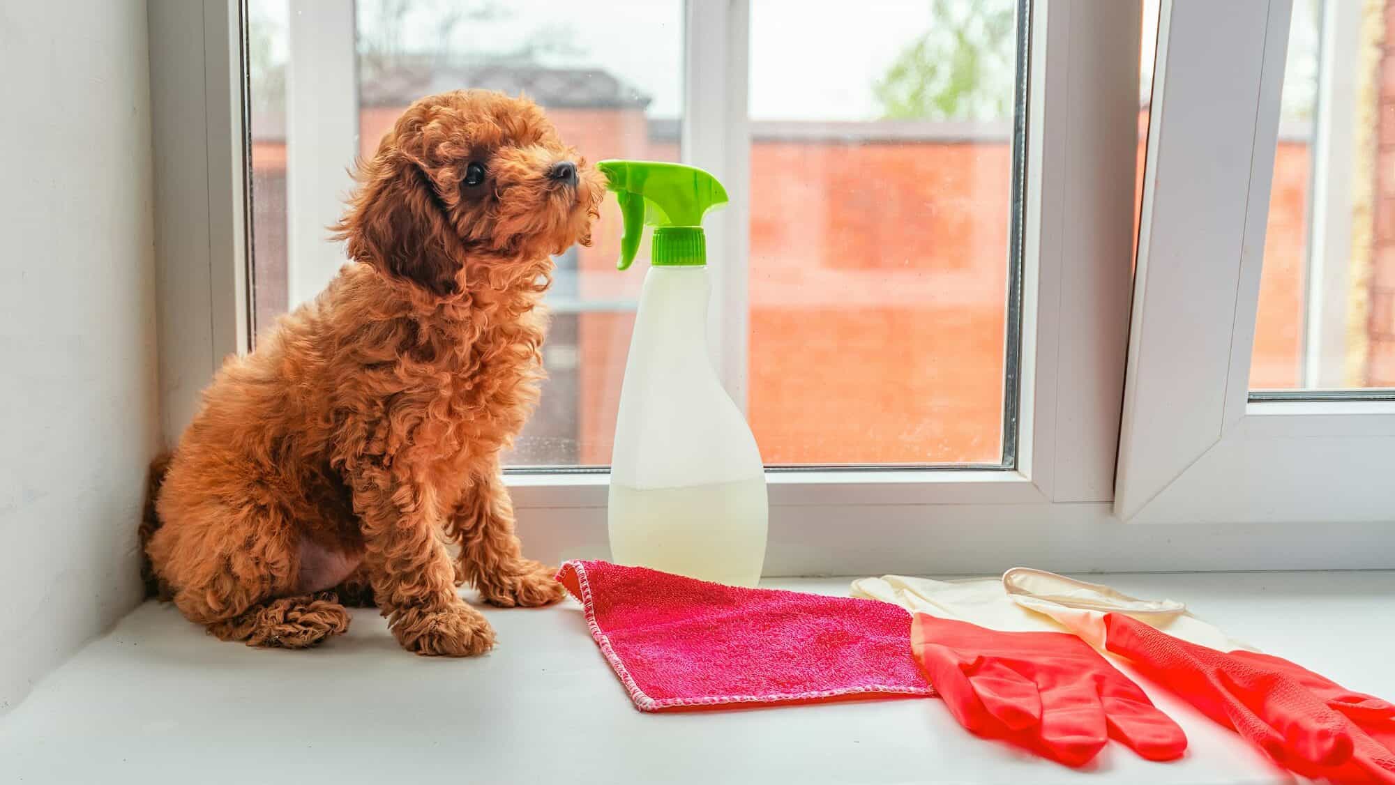 small poodle puppy sitting next to window with cleaning supplies after potty training accident