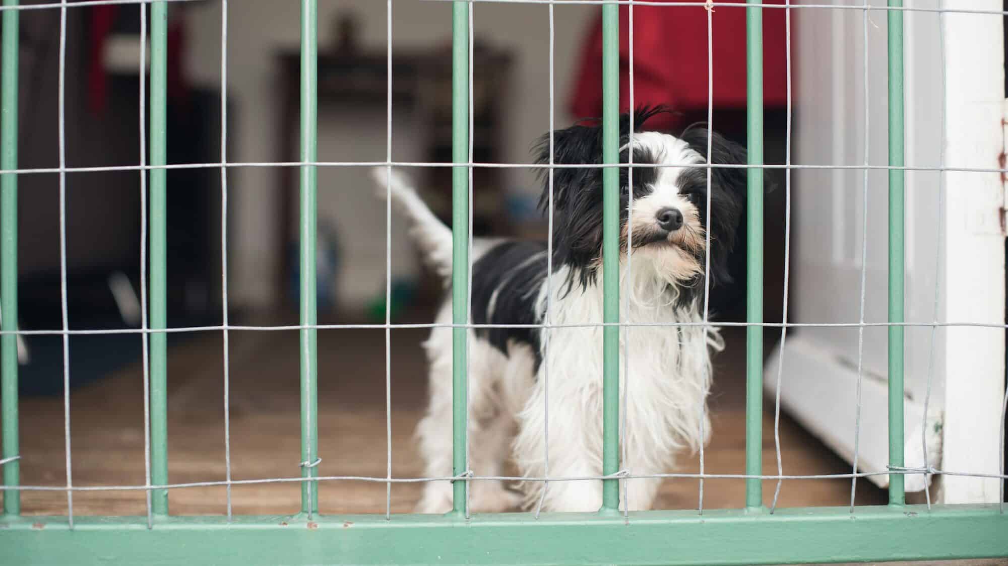Adorable puppy staring through mash wire at door