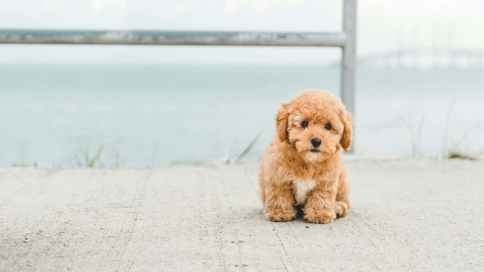 Tan poodle puppy