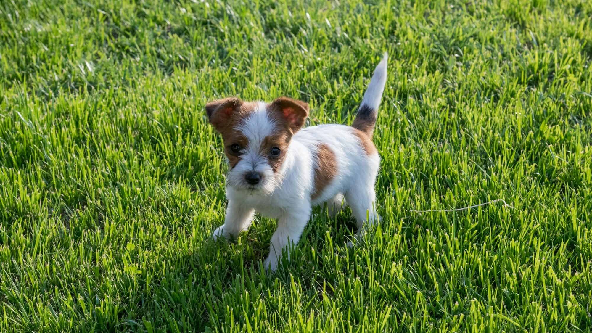 jack russell terrier puppy in grass, puppy potty training