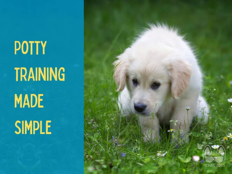 cute golden retriever puppy going potty outside