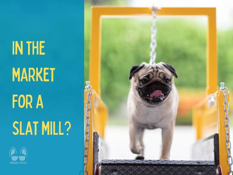 pug walking on a yellow slat mill dog treadmill