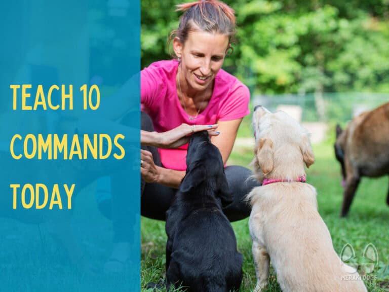 woman in pink shirt training black and yellow labrador retriever puppies