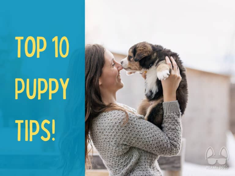 woman holding cute large breed puppy