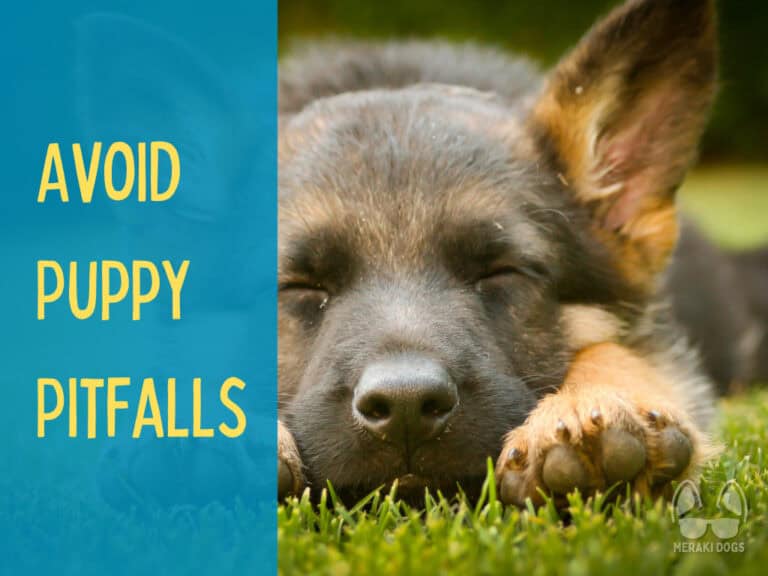 close up on face of german shepherd puppy sleeping