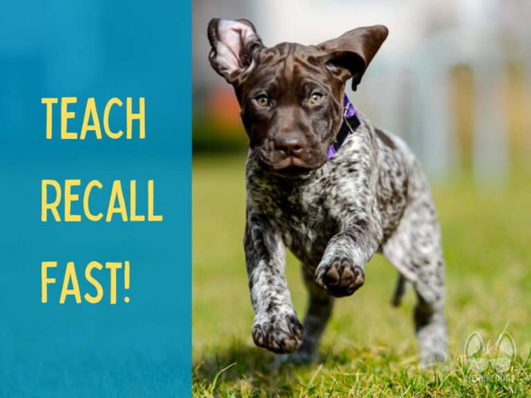 german shorthaired pointer puppy running towards camera