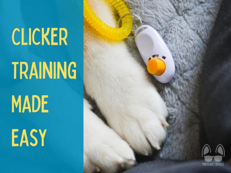 close up of puppy paws next to clicker