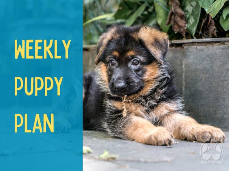 cute german shepherd puppy lying down