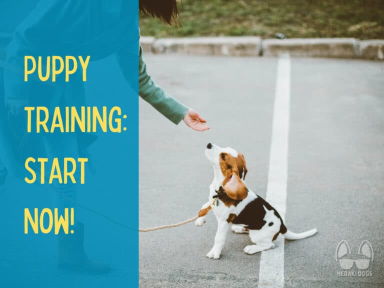 person training on leash puppy to sit