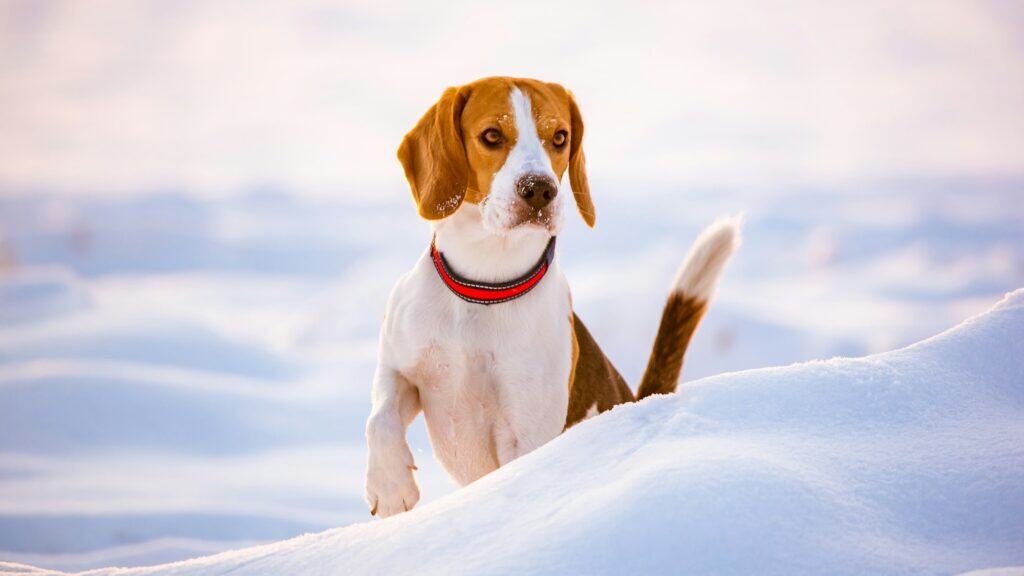 Beagle dog outdoor in the snow