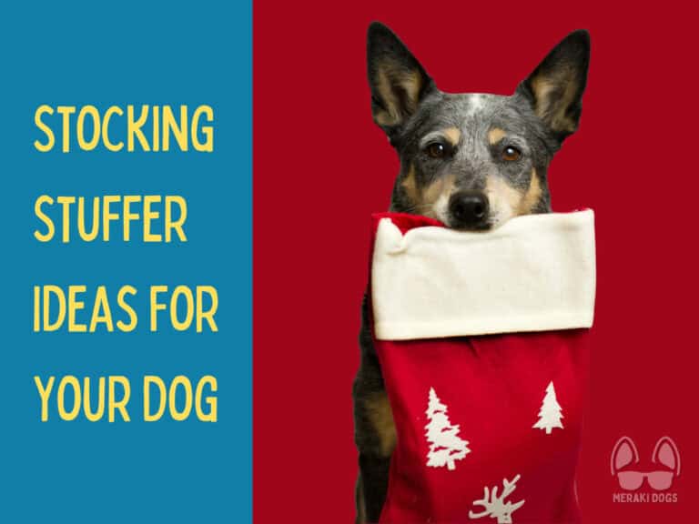 blue australian cattle dog holding christmas stocking