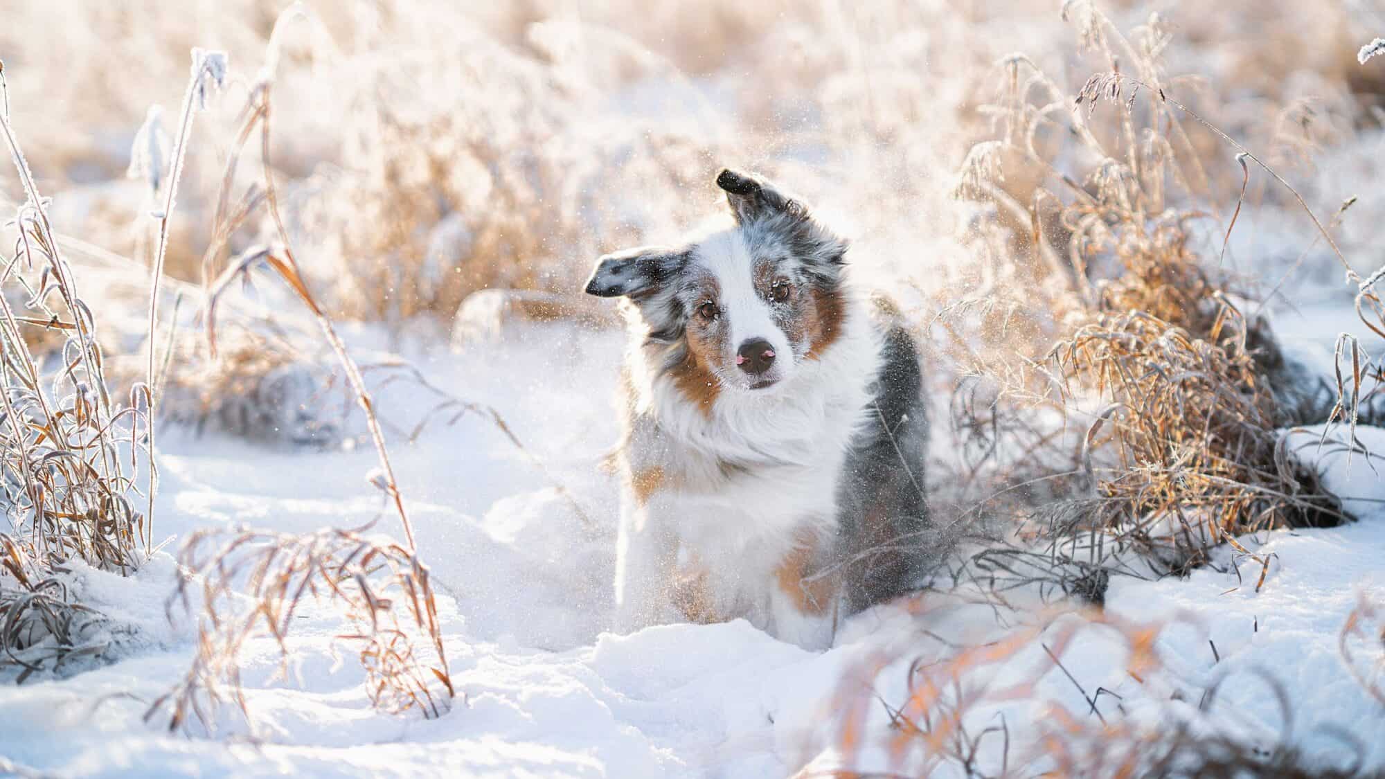 The dog shakes off the snow