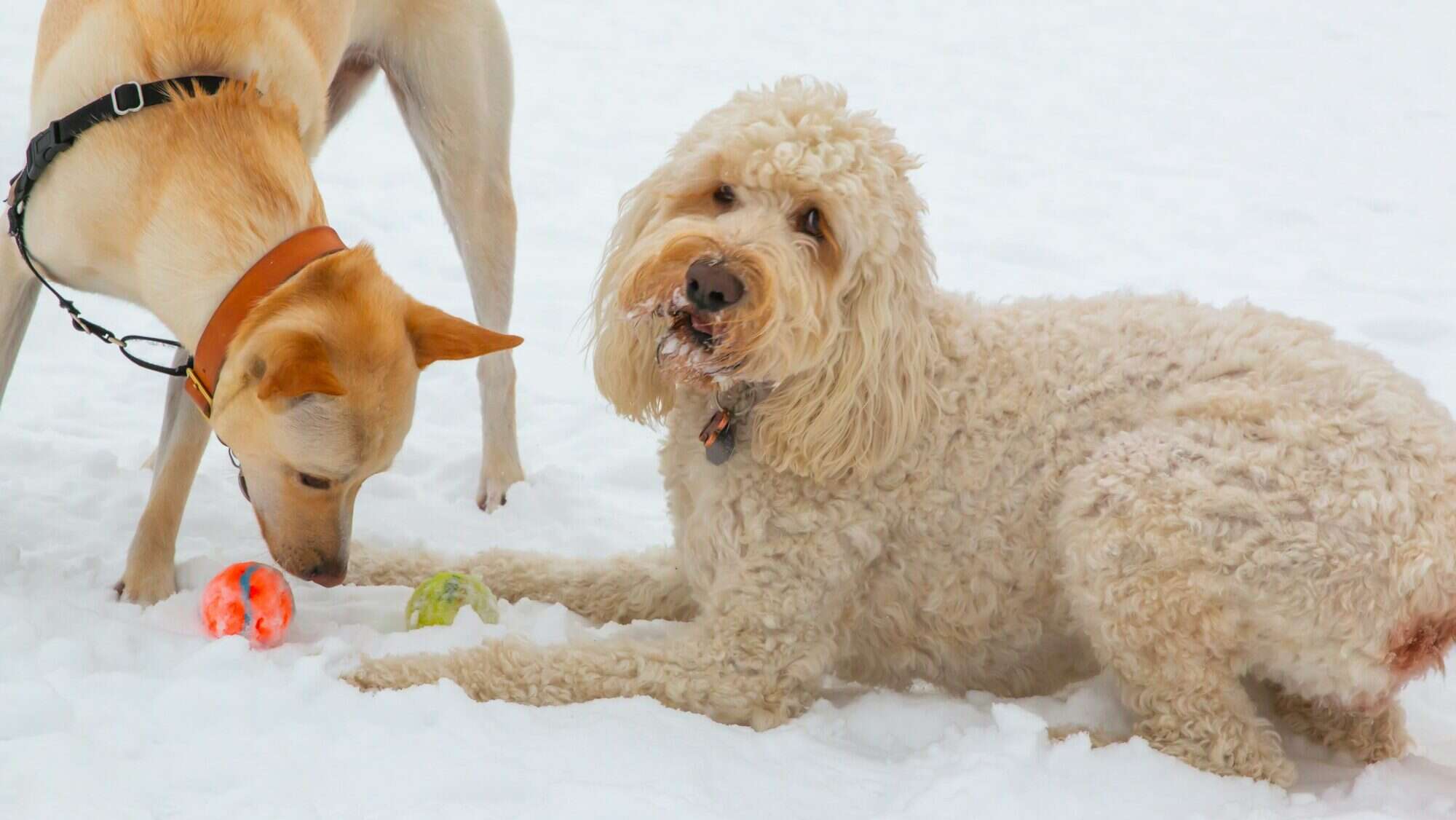 Two big dogs playing with an orange ball in the snow
